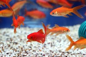 تماس با ماهی قرمز، زمینه ابتلا به حساسیت های پوستی را فراهم می آورد